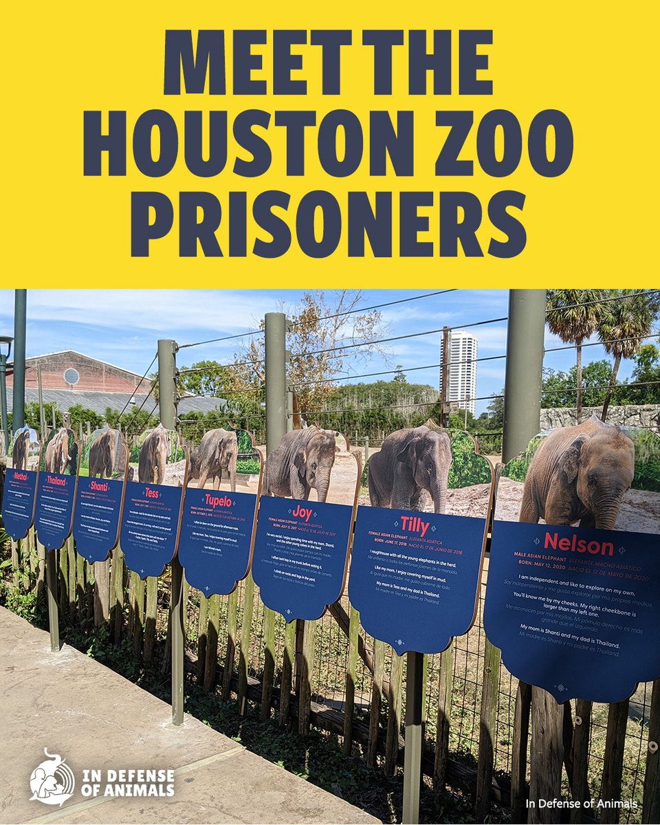 IDAUSA's tweet image. Each sign shows a face, a name, a life.
These elephants at the Houston Zoo are overcrowded and suffering.
Let this photo move you — and move you to act.
Take action: bit.ly/4o2zgxX
Pls RT and support our work: bit.ly/4o3HTbH
#FreeTheElephants #HoustonZoo