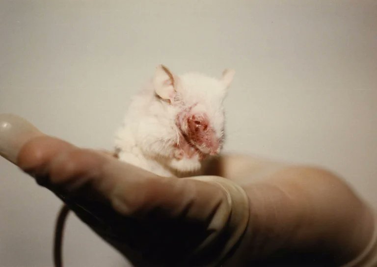 ShalinGala's tweet image. Animal testing is treason against compassion and progress.
Take action 👉🏾 peta.org/BetterScience
