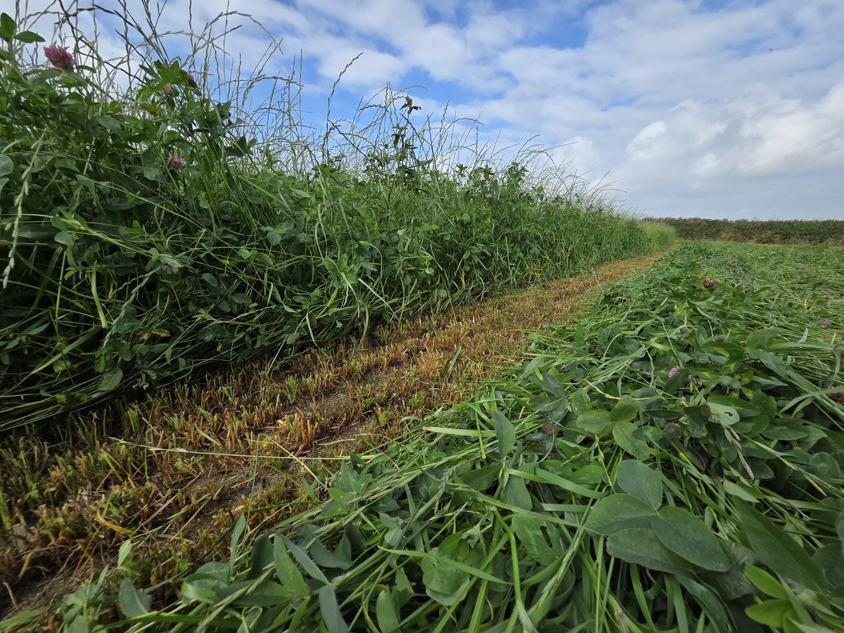 Rocket fuel 3rd cut for some dairy beef to chew on next winter 😍