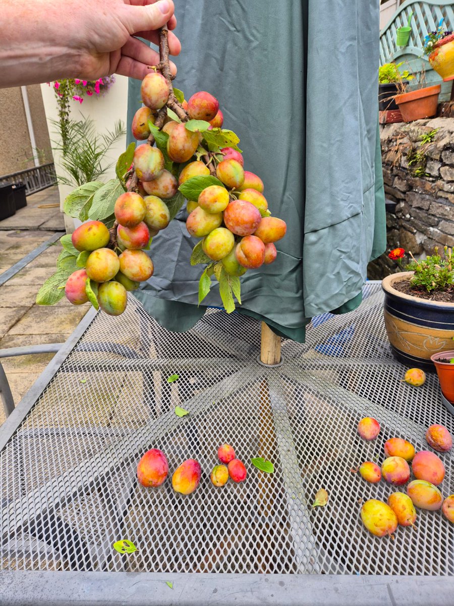 I can taste the crumble already, best crop so far can't wait.
