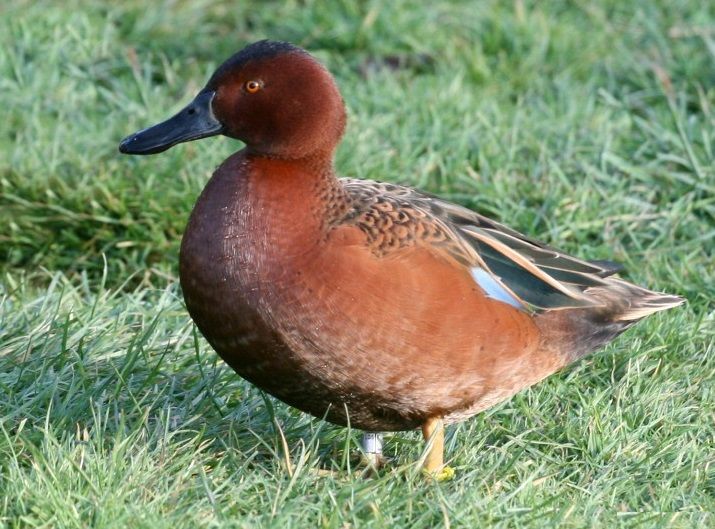 ktph1992's tweet image. This is a cinnamon teal duck. Cinnamon teal ducks are small dabbling ducks with breeding populations in both North and South America. They're named for the bright cinnamon-red plumage of the adult male in alternate plumage. Both sexes have a powder blue wing patch on their upperβ¦