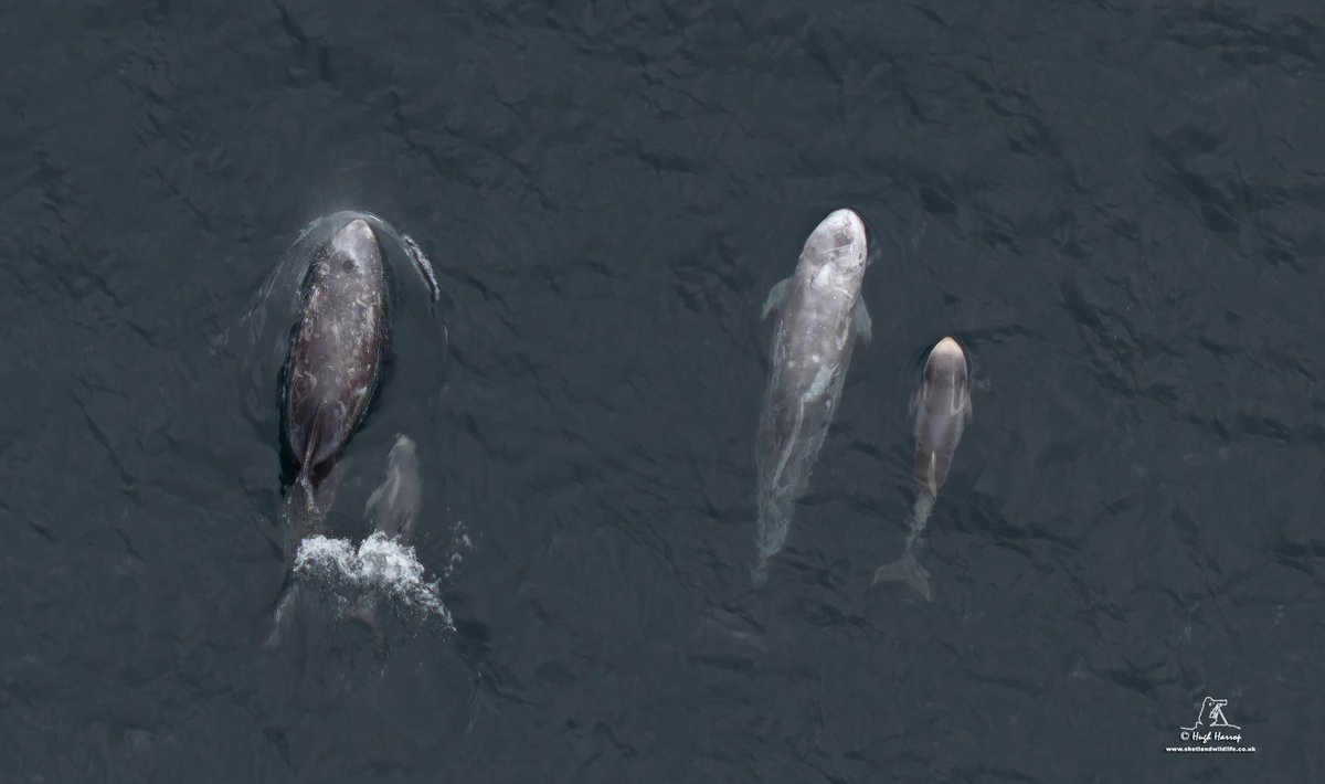 HughHarrop's tweet image. Lovely views today of Risso's Dolphins with calves - some only a few days old - off Levenwick, Shetland. Absolutely wonderful to see! Note the extensive scarring on the mothers - on most individuals this is generally conspecific and, like saddle markings on Orcas, form the…