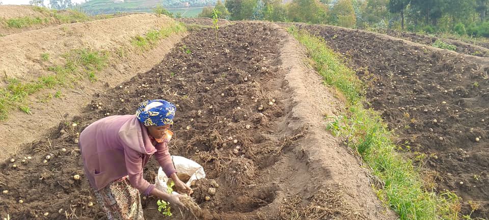 UwaseYves3's tweet image. Youths in agriculture play a big role in transformation by modernizing primitive practices to fit today&apos;s technology. By ensuring that youths are equally empowered the future is good.