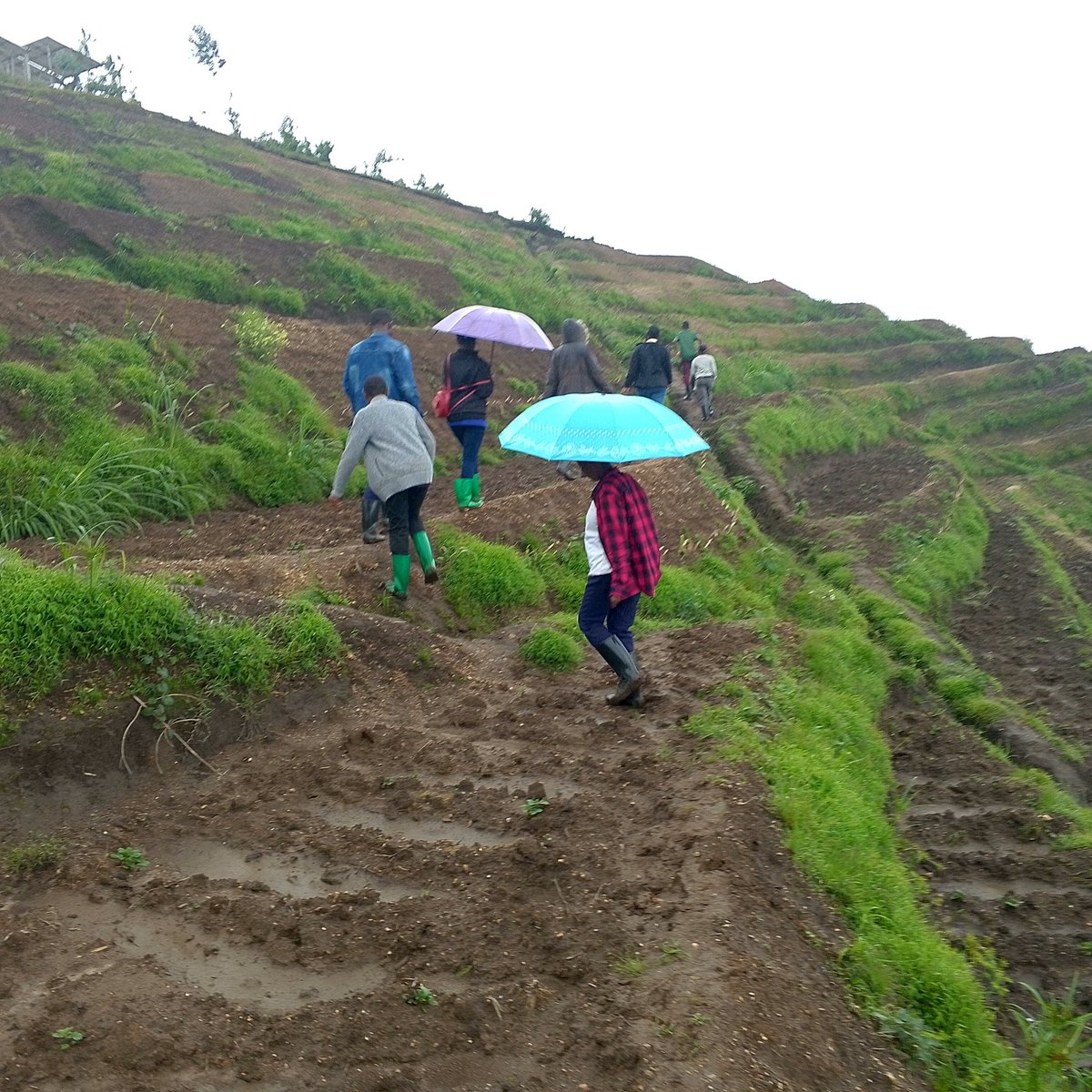 UwaseYves3's tweet image. Youths in agriculture play a big role in transformation by modernizing primitive practices to fit today&apos;s technology. By ensuring that youths are equally empowered the future is good.