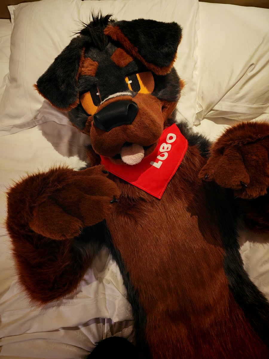 LOBO_Rottie's tweet image. The good dog is already asleep, while the naughty dog is still awake, asking for pets!🐶🫳
📷 @Lacotot