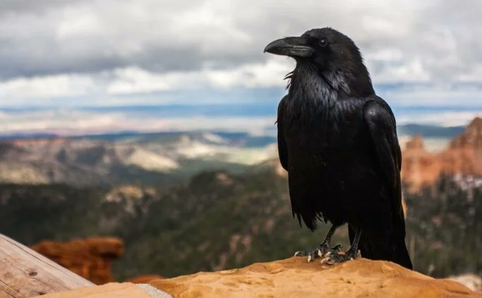 Mende keklikten fuzûn aşıklık istidadı var
Aşık ı sadık menem keklikin ancak adı var
                                  Kargayi