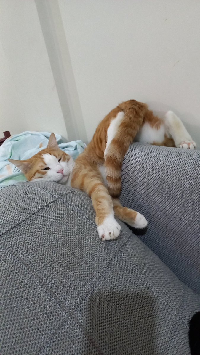 KittyGalore2021's tweet image. تامی 🧡 مود:  دمم تو این دنیا