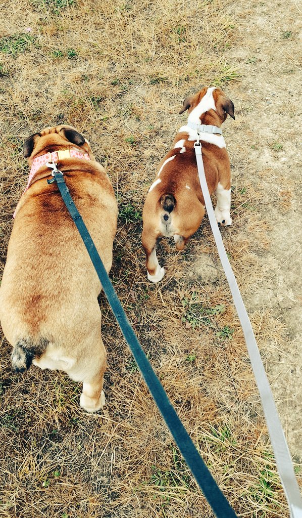 Le gang des Bous est dans la place