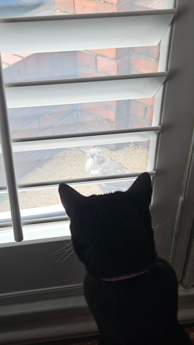 GME_1970's tweet image. Ceri taking an interest in a baby seagull @vampywitchy