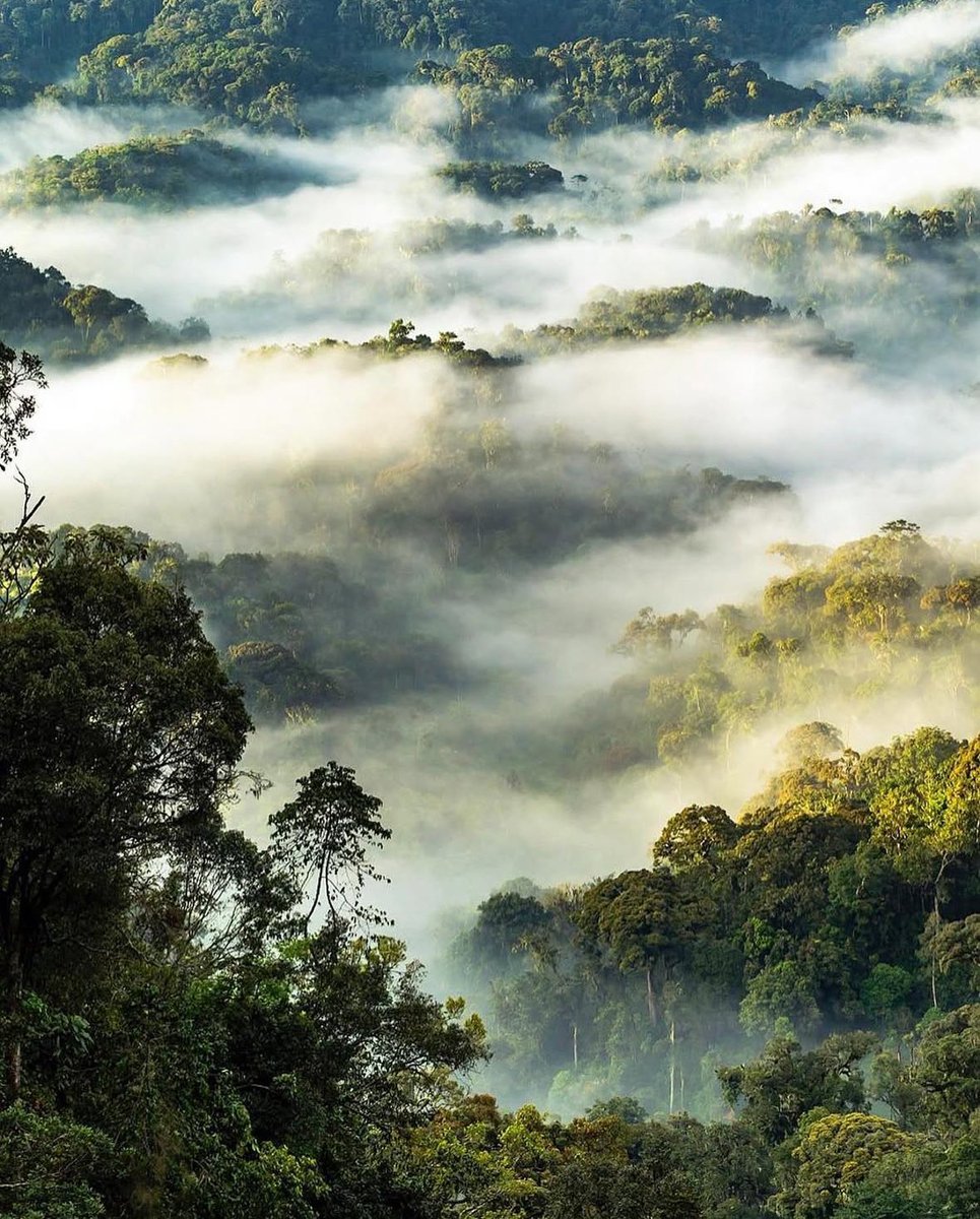EverRetreat's tweet image. 🌳Doctors around the world are now prescribing time in forests to help reduce stress, anxiety, and blood pressure. In some places, forests are even being designed with wellness in mind.
Feeling overwhelmed? Sometimes, the best remedy isn’t found in a bottle , it’s found under a…