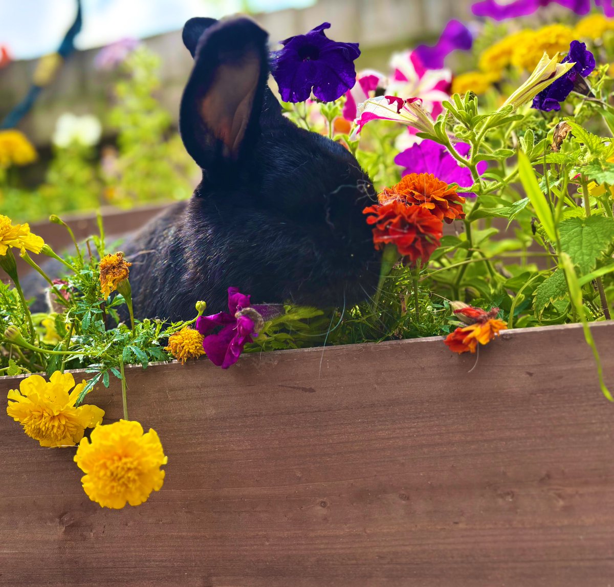 carrotcottagerr's tweet image. Kinley had her chance in the flowers this morning. It takes a bit of getting used to when you first see a bunny with no eye but you forget after a while. ❤️❤️