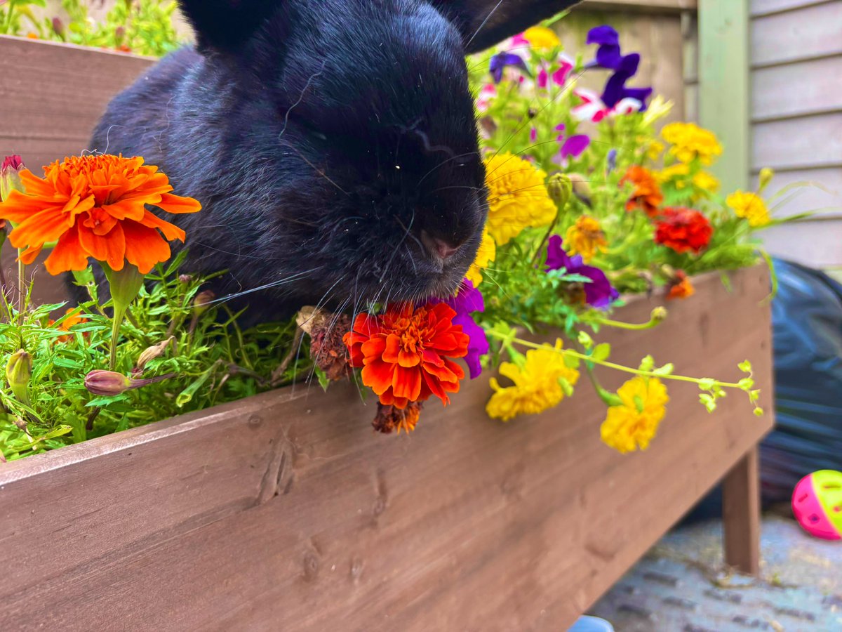 carrotcottagerr's tweet image. Kinley had her chance in the flowers this morning. It takes a bit of getting used to when you first see a bunny with no eye but you forget after a while. ❤️❤️