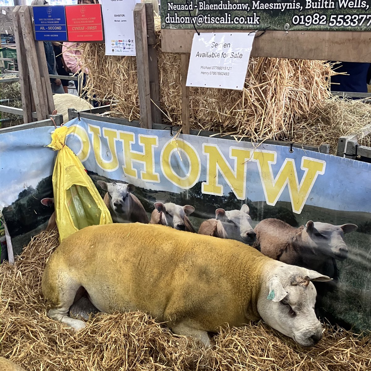 Today’s office <a href="/royalwelshshow/">Royal Welsh Agricultural Society</a>