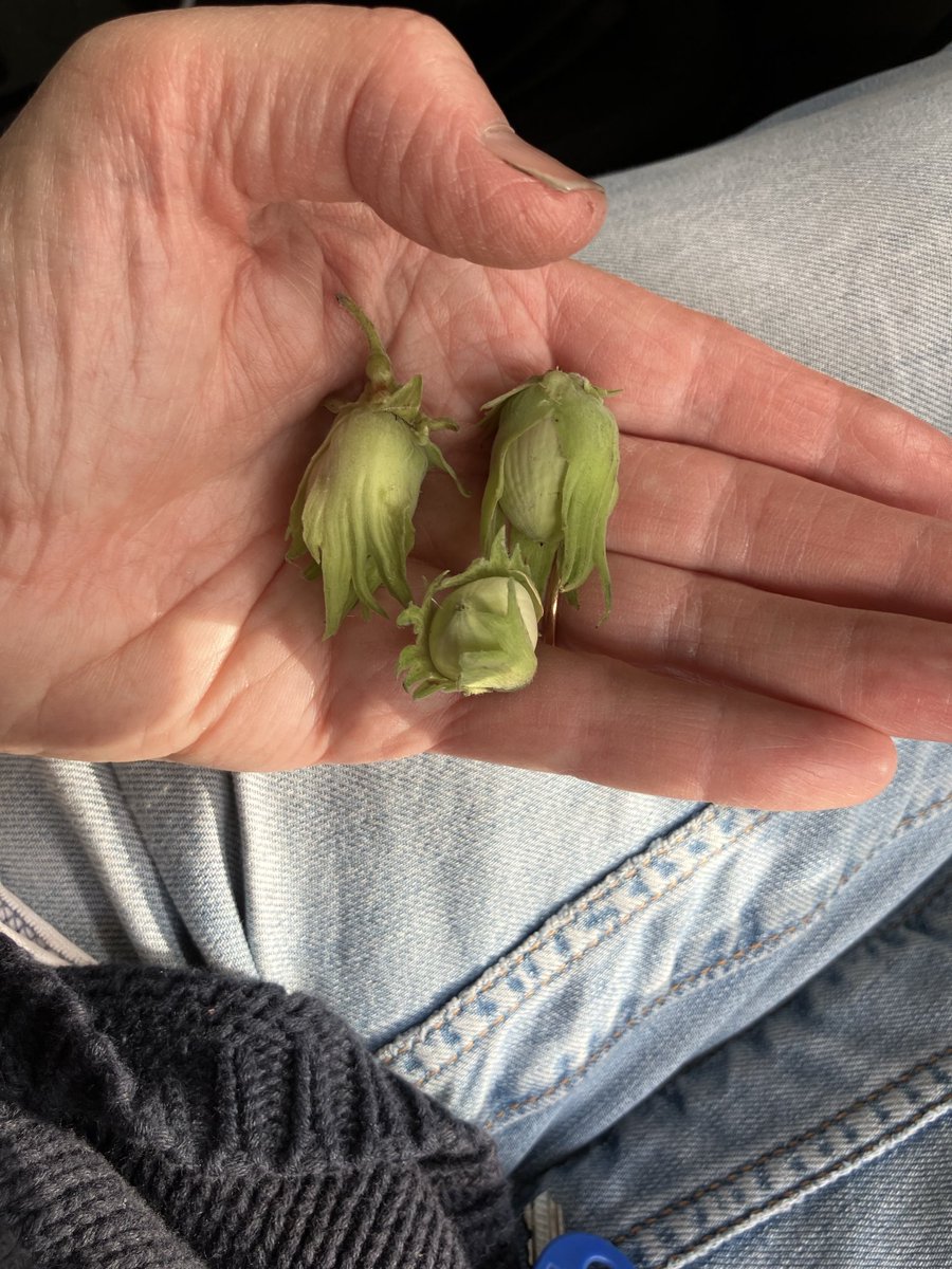 Janenewberry55's tweet image. It seems too early for a handful of nuts to blow down but the squirrels had already had a feast!!
#seasonschange #foraging