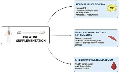 _MCRicardo_'s tweet image. Creatine supplementation and muscle-brain axis: a new possible mechanism?
Creatine possible effects on the muscle-brain axis are a new possible mechanism, potentially modifying the production of BDNF and other neurotransmitters
doi.org/10.3389/fnut.2… @DHPSP @HealthyFellow