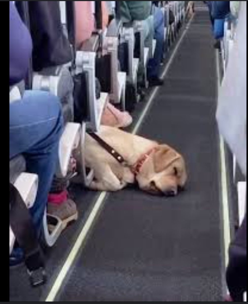 Estáis a favor de que las mascotas puedan ir en los aviones??