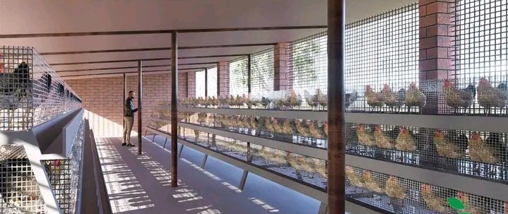 Obed_Ishimwe22's tweet image. Modern poultry farming is the future!
🐐✨ Whether you're a beginner or looking to scale up, this could be your next big project.
💡 Who’s ready to drive into agribusiness?
#PoultryFarming
#Agribusiness
#ModernDesigns