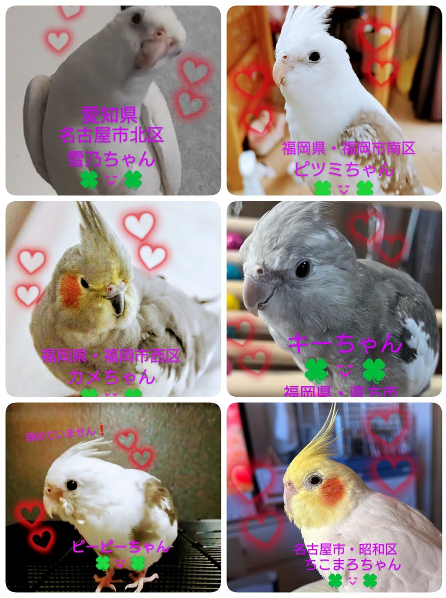 wanwan202319831's tweet photo. #迷子のオカメインコちゃん✨
どこかで保護された方はいらっしゃいませんか？
飼い主様可愛いい💞我が子の帰りを待っています。
大切な家族です(*^_^*)
どんな情報でもお待ちしています。
可愛いい💞オカメインコちゃん達みんなが1日でも早く繋がりますように🍀
皆様のご協力お願いいたします🙏 https://t.co/NHTlzfLqXk