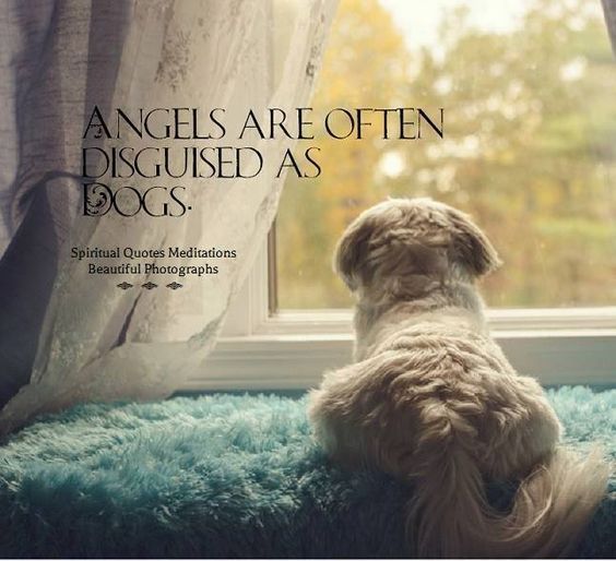 ShadowDogDesign's tweet image. #Angels are often disguised as #dogs.
#Dog #DogsAreAngels #BestFriend #LoveDogs #GoodDog #DogsAreLove
