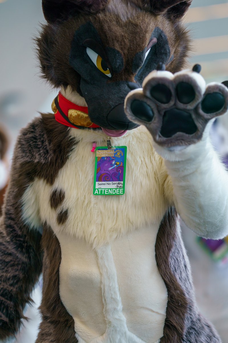 SeireinoSensh's tweet image. Aspen is too smart for their own good, dogs don't wear watches.
Who will i see at Megaplex ? Should be able to bring a lot more things and suits if anyone wants to meet or suit swap. Love to try a SpiritPanda, Beauty of the bass, PhoenixNest, Bncreation, kigurumi kagetsu and more…