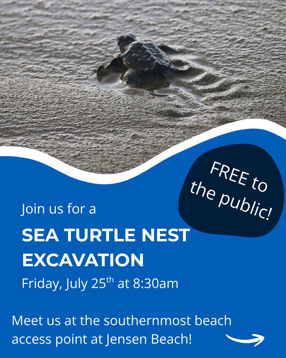 FLOceanographic's tweet photo. Is this turtly enough for you? 🐢
Please SHARE with friends and family.
All ages welcome!
#SeaTurtleSeason #JensenBeach #CoastalConservation #loggerheadturtle https://t.co/ZwvwYKklfn