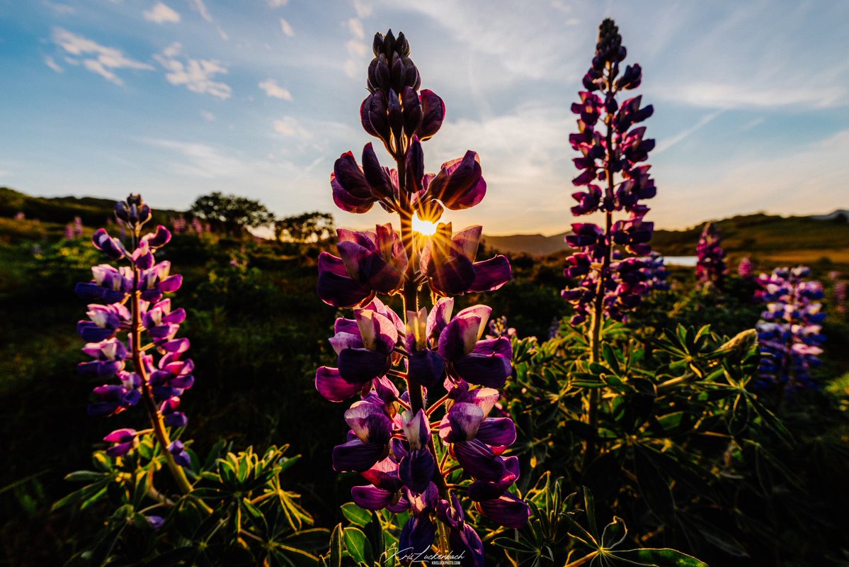 KrisLuckPhoto's tweet image. Social media is wild, came back to x/twitter and 48 hours later some amazing people liked my work and reached over 5 million people. I can now get paid on here somehow. I love wildlife but also love everything nature has to offer! Ask me anything and I’ll try to help you!
