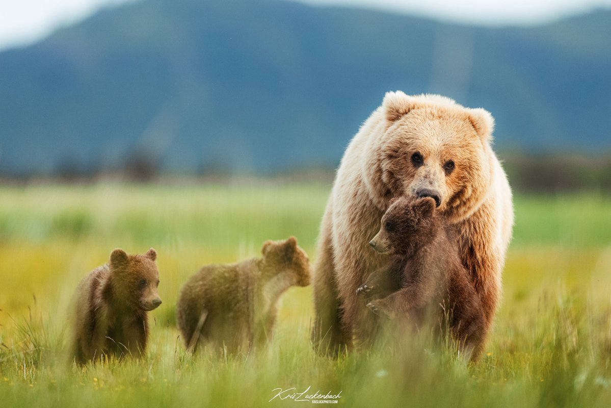KrisLuckPhoto's tweet image. Social media is wild, came back to x/twitter and 48 hours later some amazing people liked my work and reached over 5 million people. I can now get paid on here somehow. I love wildlife but also love everything nature has to offer! Ask me anything and I’ll try to help you!