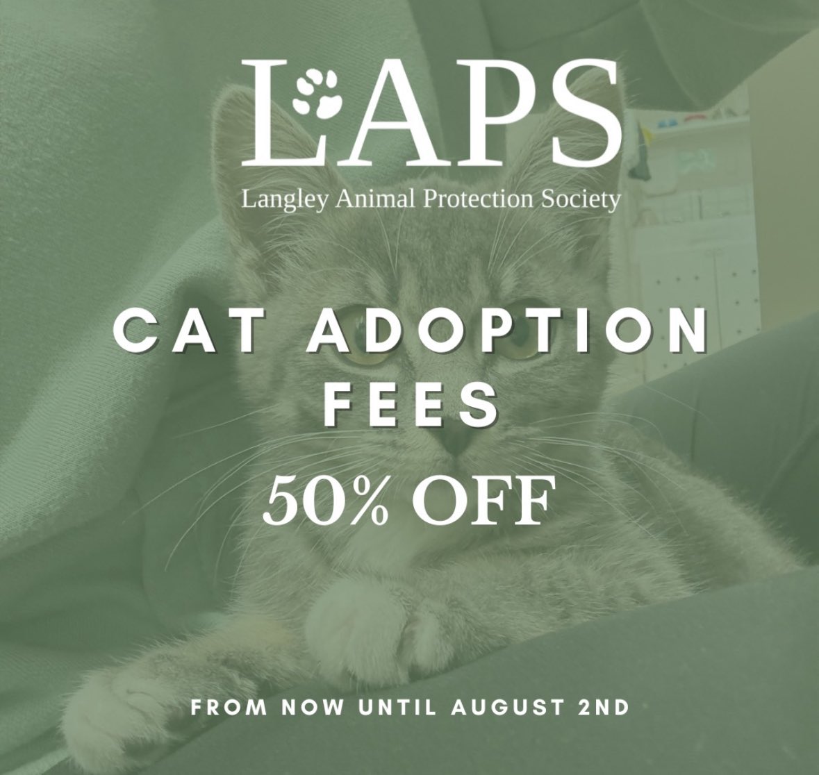 Cat intake at LAPS in Langley is currently closed. They Need Your Help!

Their shelter is over capacity! 

To help find loving homes &amp; make room for more cats in need, all cat adoptions are 50% off now through Aug 2nd! 

Check out the cats &amp; kittens 👇🏻
lapsbc.ca 🐾