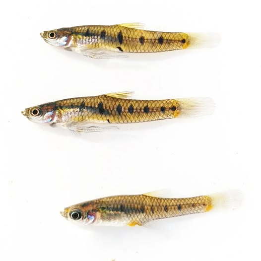 Killisfundation's tweet photo. Cnesterodon cf. decemmaculatus
#killifish #killis #livebearer #Poeciliidae #Cnesterodon #Cyprinodontiformes #Cnesterodondecemmaculatus #killifishfoundation ##ciencia #Conservación #naturaleza #uruguaynatural #autoctonosdeuruguay https://t.co/vW0M70VdnQ