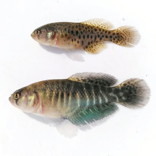 Killisfundation's tweet photo. Cypholebias cinereus
#Killifish #killis ##killifishfoundation #rivulidae #peces #Uruguay #uruguaynatural #autoctonosdeuruguay #ciencia #conservación #Cypholebias #cinereus https://t.co/nE46875hVi