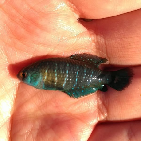 Killisfundation's tweet photo. Matilebias juanlangi
#killifish #killis #killifishfoundation #rivulidae #peces #Uruguay #uruguaynatural #autoctonosdeuruguay #ciencia #conservación #naturaleza https://t.co/a66eESVCOZ