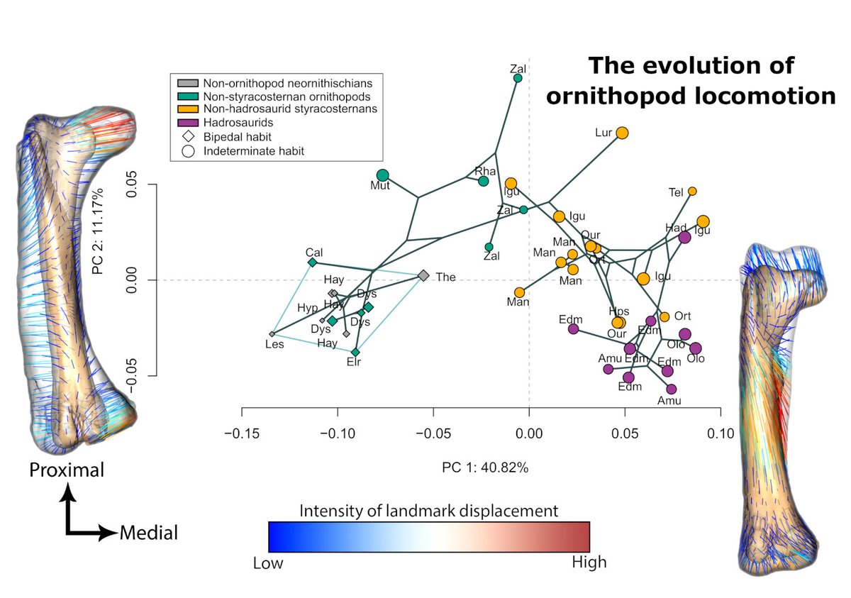 ThePalAss's tweet image. How femoral morphology informs our understanding of the evolution of ornithopod locomotion and body size onlinelibrary.wiley.com/doi/10.1111/pa… @RomainPintore @MorphoSource @wileyearthspace
