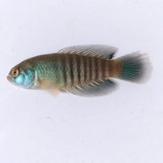 Killisfundation's tweet photo. Acantholebias luteoflammulatus, male.
#killifish #Uruguay #killis #killifishfoundation #rivulidae #peces #autoctonosdeuruguay #Acantholebias https://t.co/xHsZx35k6L