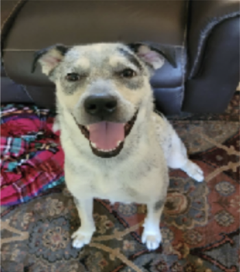 valerieturron's tweet image. hi guys, these are my two dogs, do you like them