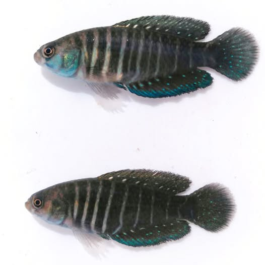 Killisfundation's tweet photo. Gymnolebias gymnoventris, males
#Killifish #killifishfoundation #science #Conservation #nature #uruguaynatural #autoctonosdeuruguay #Rivulidae #killis #Gymnolebias #gymnoventris https://t.co/mZ13IPoRdV