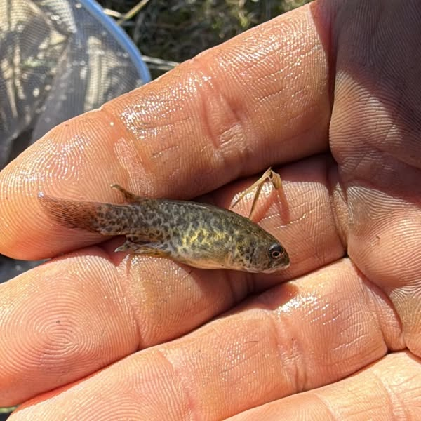 Killisfundation's tweet photo. Megalebias wolterstorffi
#killifish #killis #killifishfoundation #rivulidae #peces #Uruguay #uruguaynatural #autoctonosdeuruguay #ciencia #megalebias https://t.co/NA7OHVfDKi