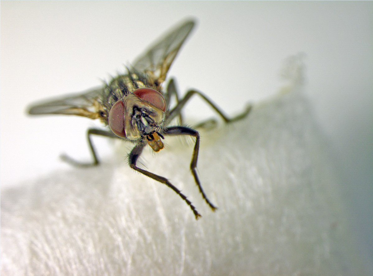 USDA_ARS's tweet image. ARS researchers are investigating the microbial communities carried by house flies to improve disease monitoring, while reducing the risk of disease transmission by fly-borne pathogens in livestock. Their research will ultimately protect our food supply and public health!…