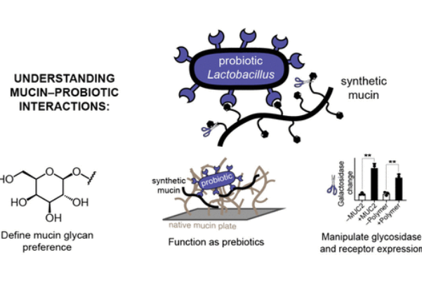 2022 #AOBPostdoc Jill Alty, PhD and 1994 #BYI Laura Kiessling, PhD #published in #ACS Central Science: "Synthetic Mucins as Glycan-Defined Prebiotics." ow.ly/YXft50Wu7GV