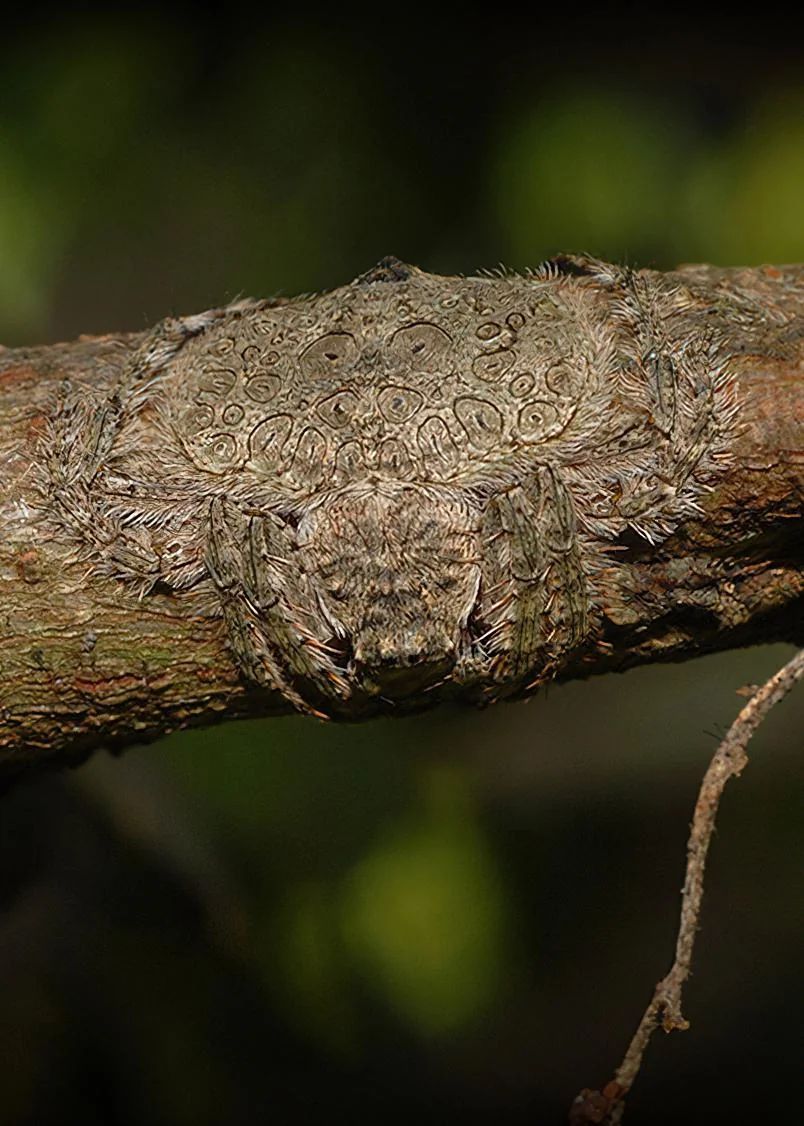 CestTerrifiant's tweet image. 🕷️ L'araignée enveloppante d'Australie excelle dans le camouflage !
Elle aplatit son corps et s'enroule autour des branches,
imitant l'écorce pour chasser en embuscade et se cacher des prédateurs
