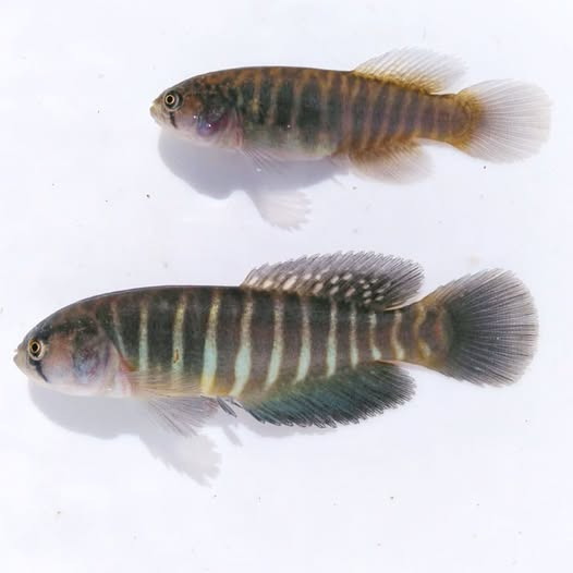 Killisfundation's tweet photo. Titanolebias cheradophilus, female on top, male below.
#killifish #killifishfoundation #Titanolebias #science #conservation #Uruguay #nature #uruguaynatural #Rivulidae https://t.co/vWiUcLd93c