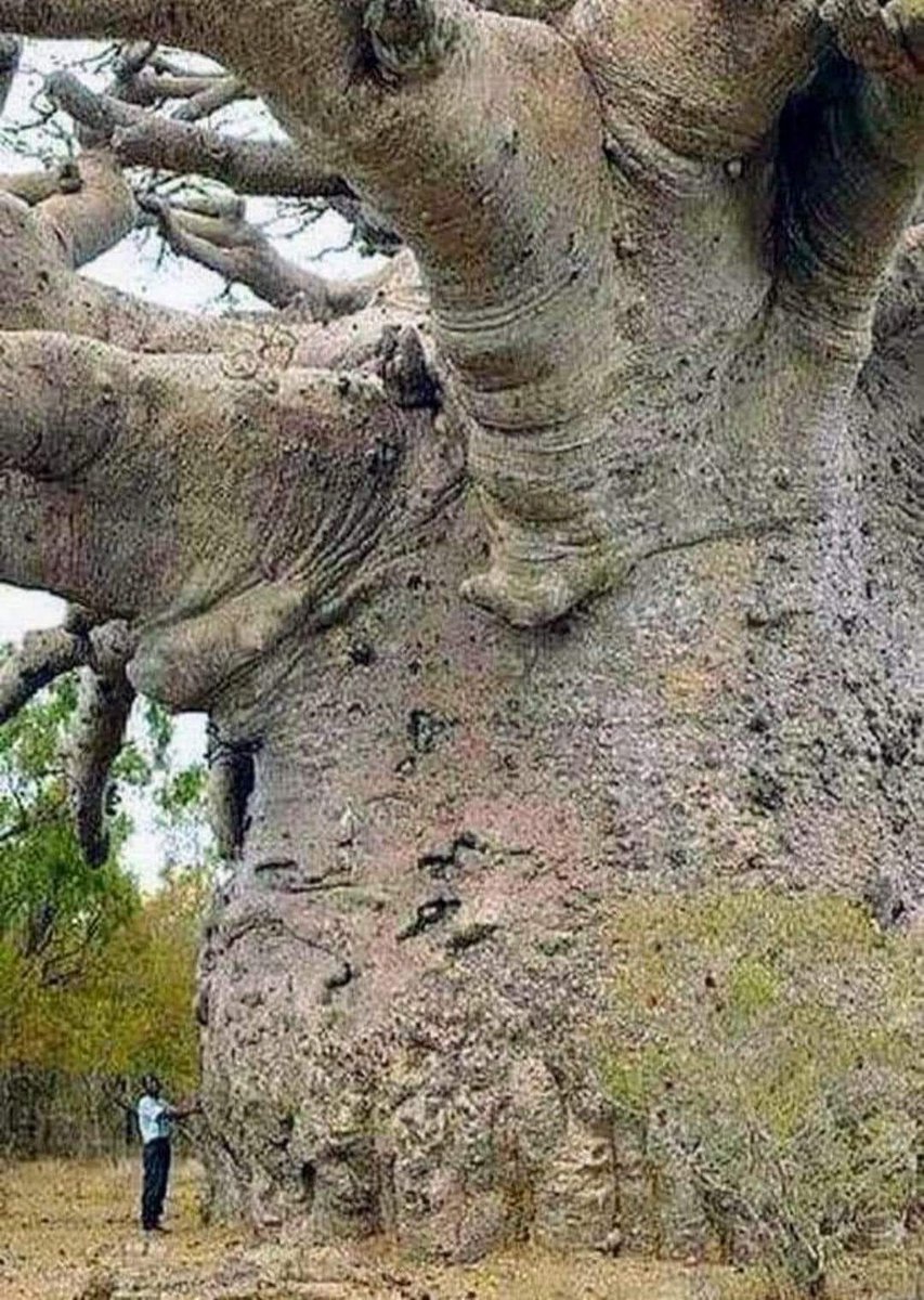 zoomafrika1's tweet image. 6000 years old tree, in Tanzania. The oldest tree in the world 🌎