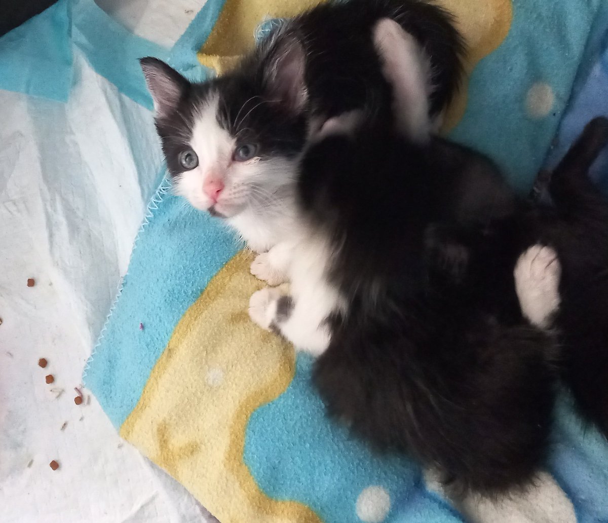 MeowWorkshop's tweet image. 5 caballeritos y una damita (panterita) buscan casita donde pasar el resto de su vida. Se hace protocolo de adopción, se da preferencia a quien ya tenga gatos. No se cobra por preguntar. #Cdmx #Edomex 5565576788