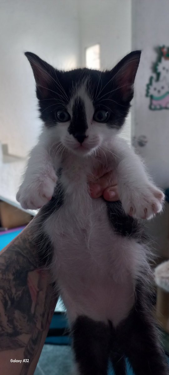 MeowWorkshop's tweet image. 5 caballeritos y una damita (panterita) buscan casita donde pasar el resto de su vida. Se hace protocolo de adopción, se da preferencia a quien ya tenga gatos. No se cobra por preguntar. #Cdmx #Edomex 5565576788