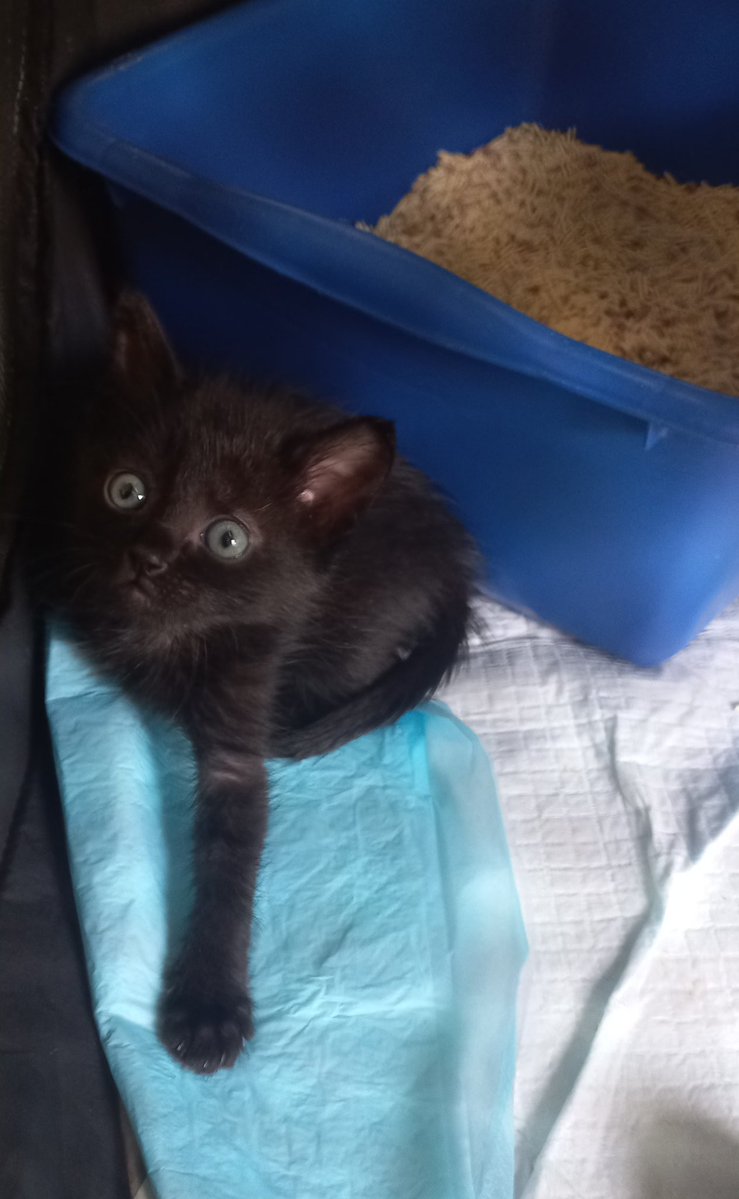 MeowWorkshop's tweet image. 5 caballeritos y una damita (panterita) buscan casita donde pasar el resto de su vida. Se hace protocolo de adopción, se da preferencia a quien ya tenga gatos. No se cobra por preguntar. #Cdmx #Edomex 5565576788