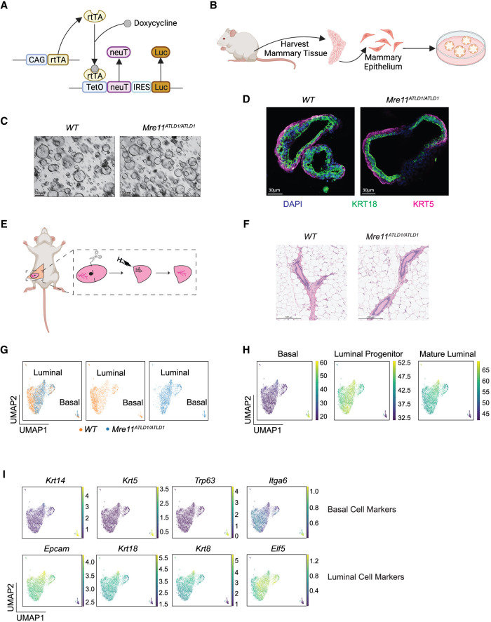 MSKLibrary's tweet image. Synapse: Your Connection to our MSK Authors
Meet: Marcel Hohl
Research Focus: Molecular Biology; Senior Research Scientist
Chronic interferon-stimulated gene transcription promotes oncogene-induced breast cancer
#BreastCancerResearch #OncogeneActivation…