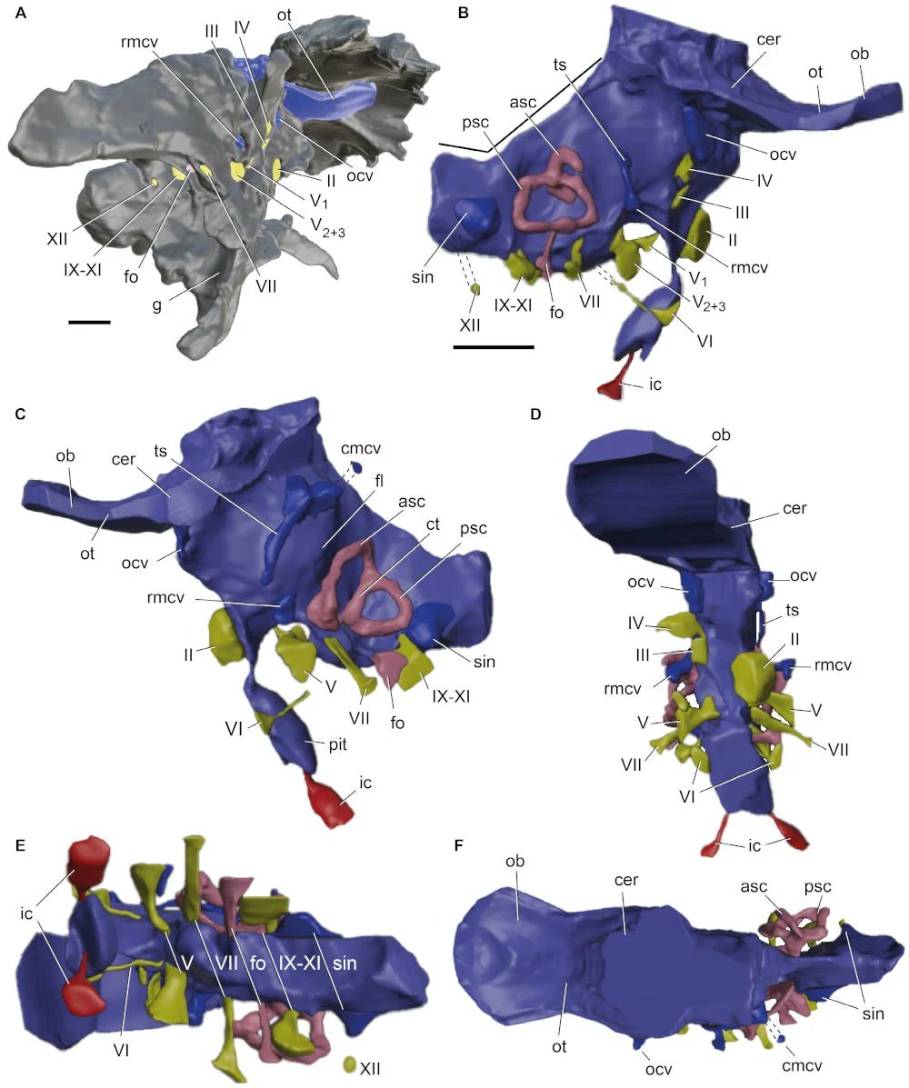 FDinosaurios's tweet image. Reconstruyen el cerebro de un dinosaurio patagónico (vía @mefpatagonia #PapersinPalaeontology)
El estudio revela claves sobre la evolución del sistema nervioso en los primeros saurópodos.
n9.cl/aikav4