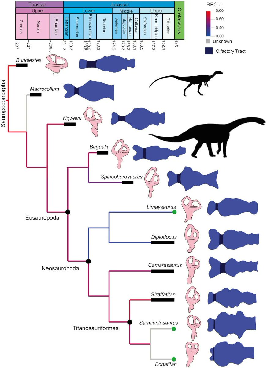 FDinosaurios's tweet image. Reconstruyen el cerebro de un dinosaurio patagónico (vía @mefpatagonia #PapersinPalaeontology)
El estudio revela claves sobre la evolución del sistema nervioso en los primeros saurópodos.
n9.cl/aikav4