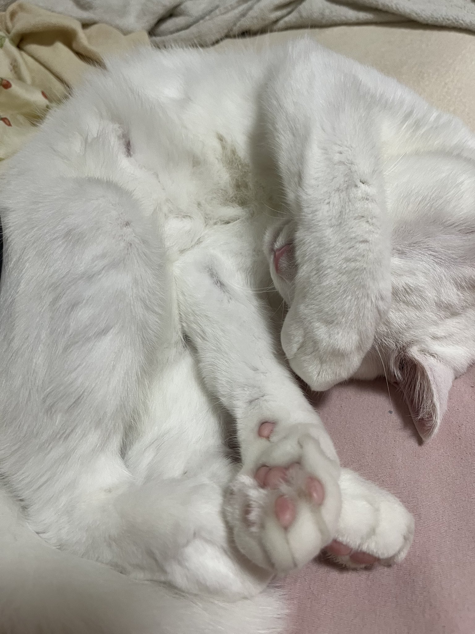 猫A 最終値下げしました！ tommy&yuzu on X: 