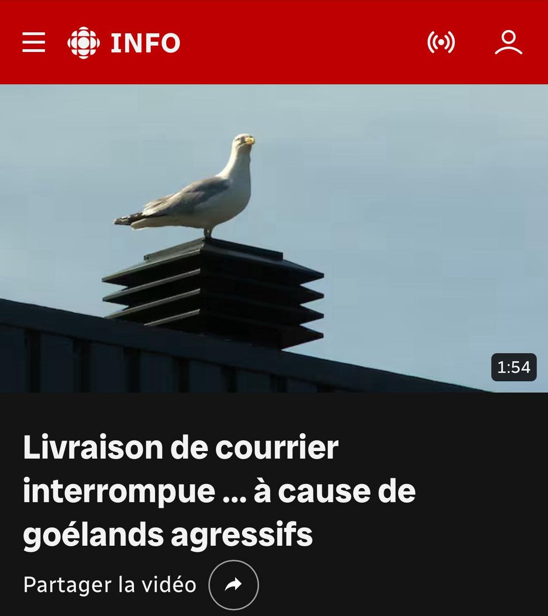 DanbQc's tweet image. Quand une population se laisse intimider par les vidangeurs du ciel... 😄😄😄
👉👉👉p'tit québec!
Votez Carney pis PQ là!
👉Profitez-en, les goélands n'ont pas encore le droit de vote!
@FNLfreedomnews @Jerome_bg @SamuelGrenier_ @JeffFillionNewz @Jefffillion
