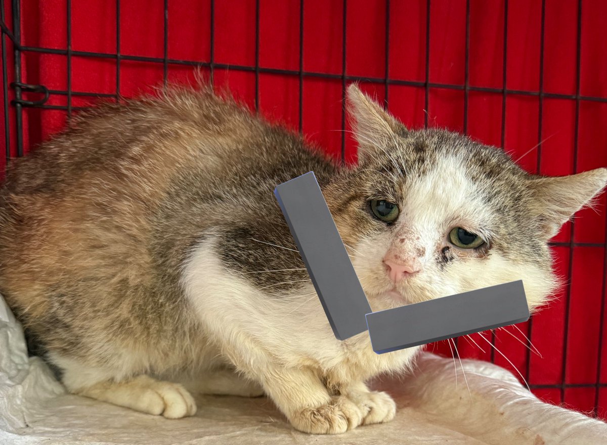 TinkerBell_just's tweet image. Mister Grumpy… es wird langsam
Morgen oder übermorgen zieht er auch hier im Haus um und hat dann mehr Bewegungsfreiheit.
#nordstadtkatzen